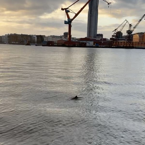 En tumlare sticker upp från vattenytan i älven i Göteborg.