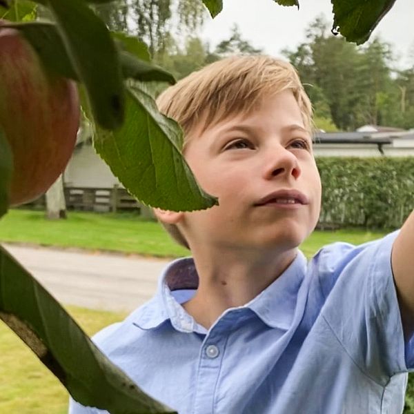 En pojke som står vid ett äppelträd och sträcker sig efter ett äpple.