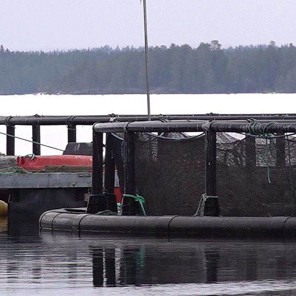 En fiskodling med nätburar i Storsjön. I förgrunden syns en plattform med svarta nät, och i bakgrunden sträcker sig skogsklädda höjder längs sjöns kant under en grå himmel. Gula flytbojar är synliga nära plattformens kant.