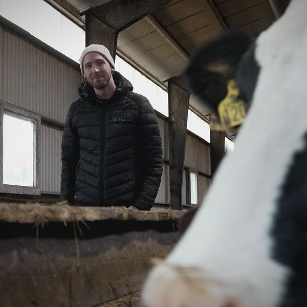 Mjölkbonden Johan Fransson och en ko