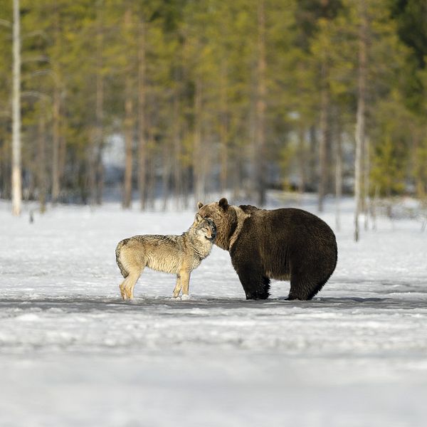 Naturfotografen Magnus Winbjörks bild på när en varg och en björn ser ut att kramas i Tjautjas. De står i ett öppet töande vinterlandskap med skog i bakgrunden.