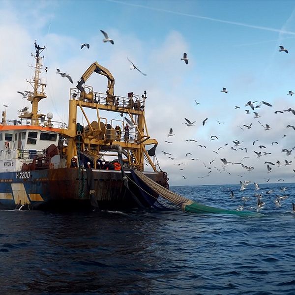 Fiskebåt på havet med ett följe av fiskmåsar