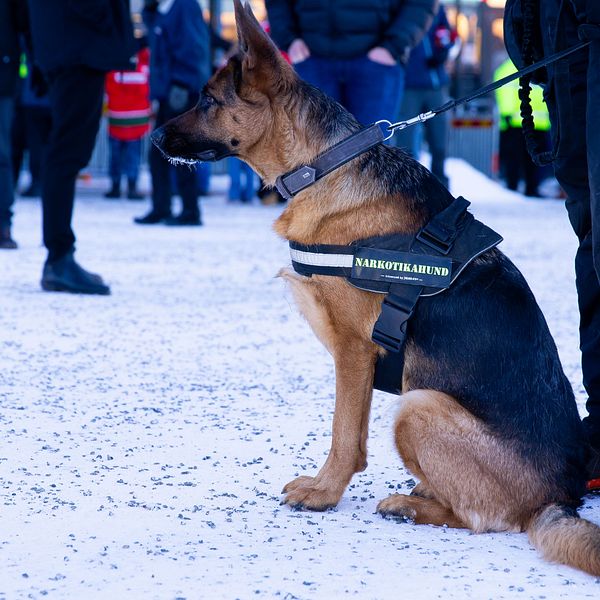 En narkotikahund redo för ett uppdrag.