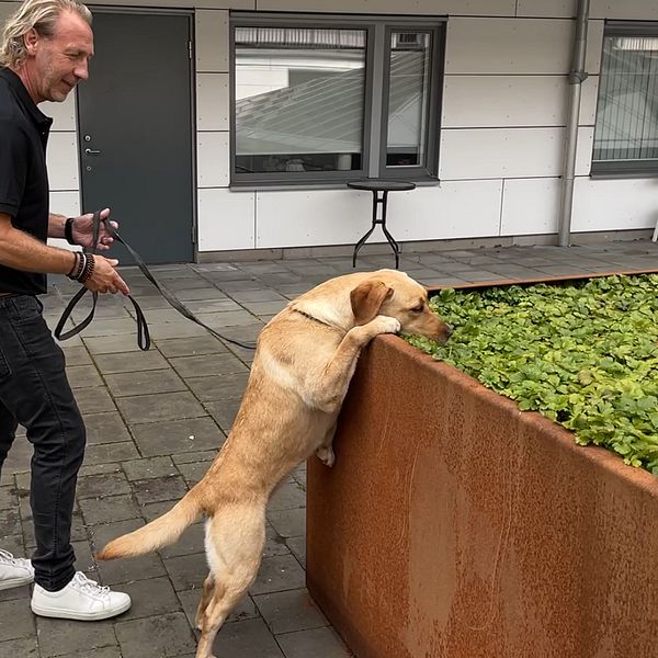 hund söker efter droger i blomsterplantering
