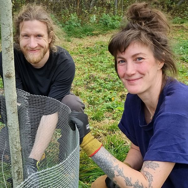 Trädgårdsmästare Louella Moser på Arboretum Norr vinterställer deras trädgård