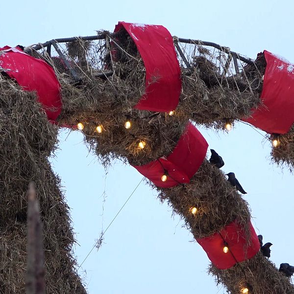 Gävlebockens uppätna horn men rött band, lampor och svarta kajor.