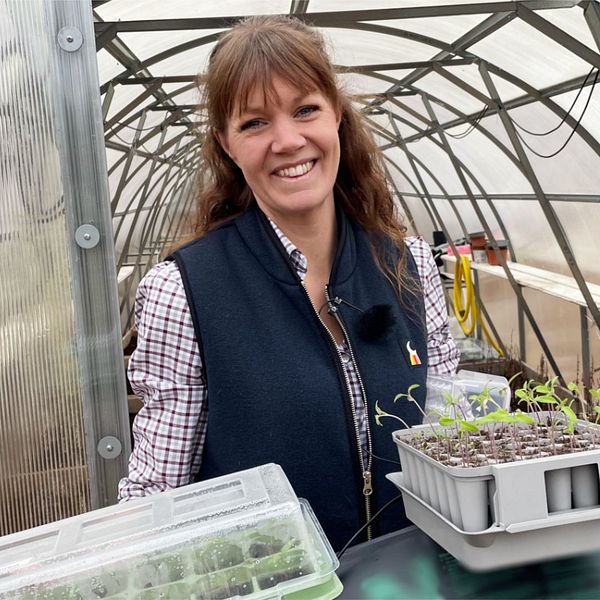 Sofia Löwenhamn håller två tråg med tomatplantor mot kameran. Hon står vid ingången till ett tunnelväxthus