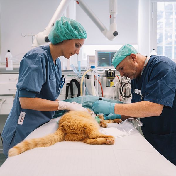 Veterinärer opererar en katt på klinik.