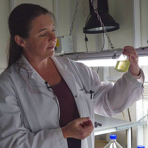 Linde Lindehoff, docent i marinekologi vid Linnéuniversitetet håller i mikroalger