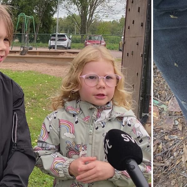 Delad bild – till höger två barn, en pojke i svart jacka och en flicka med rosa läsglasögon. Till höger en bild på ett ben där det sitter massa myggor på.