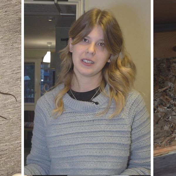 En delad bild med tre sektioner. Den vänstra sektionen visar två musfällor. I mitten Frida Eriksson iklädd en grå tröja. Den högra sektionen visar en låda med skräp och avfall, där en hand med en blå skyddshandske pekar på innehållet.