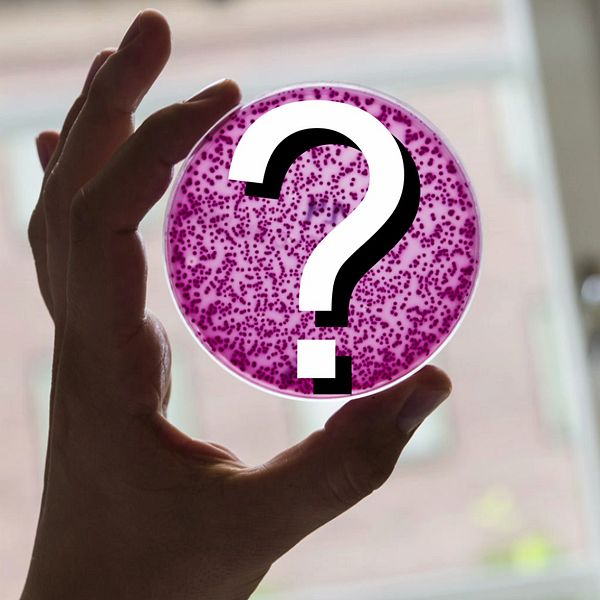 En hand håller upp en petri-skål med rosa bakteriekultur som ska illustrera mykoplasma och en stor frågetecken-symbol i mitten, belyst av naturligt ljus från ett fönster i bakgrunden.