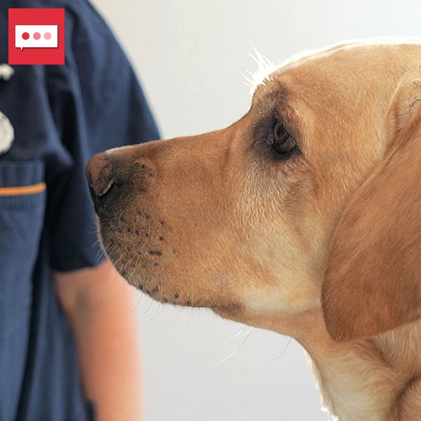 Labrador står bredvid en person i uniform med polisbricka.