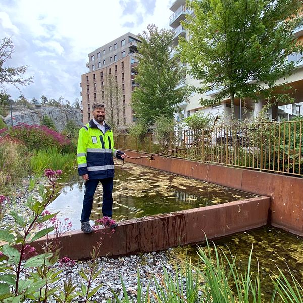 I Norra Djurgårdsstaden samlas regnvattnet upp i grönskande dammar.