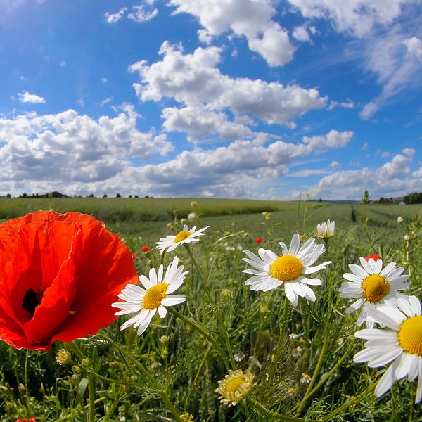 Röd vallmo och prästkragar i blom på Ölands äng under blå himmel