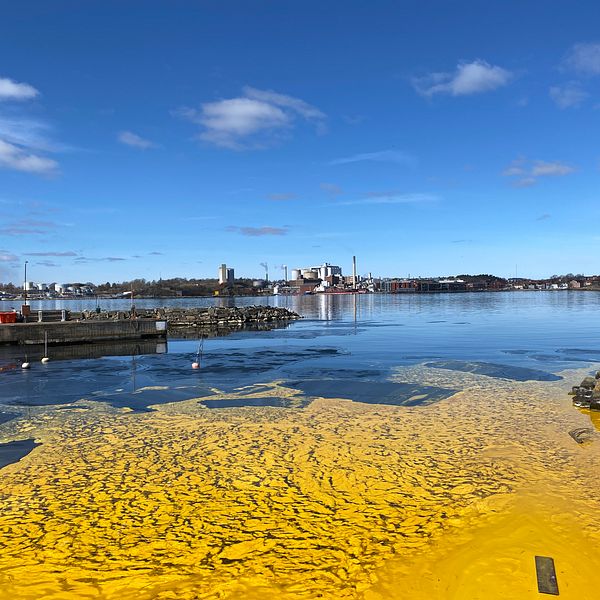 Bild på gul sojaolja i vattenbrynet längs strandpromenaden i Karlshamn.