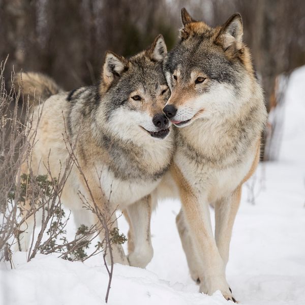 Två vargar med ansiktena intill varandra i ett snöigt landskap.