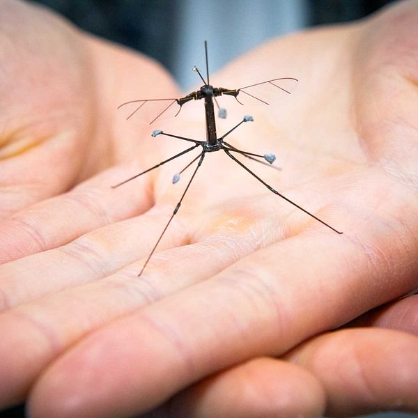 RoboBee i forskares händer.