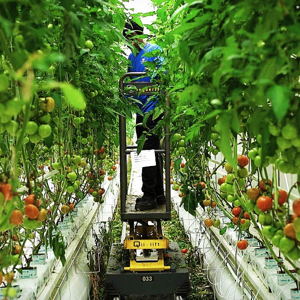 Odling av tomatplantor i ett växthus med en person som skördar.
