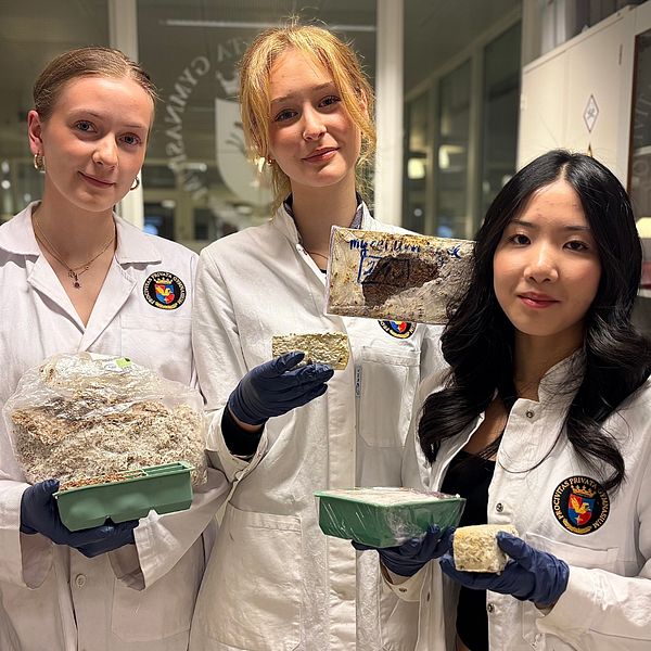 Tre personer i labbrockar håller mögelfylld svanp i ett laboratorium.