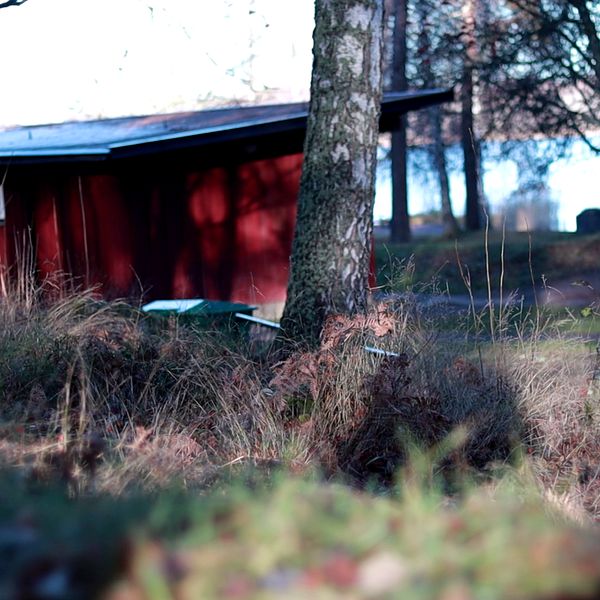 Röd trästuga omgiven av träd och torrt gräs i ett lantligt skogsparti.