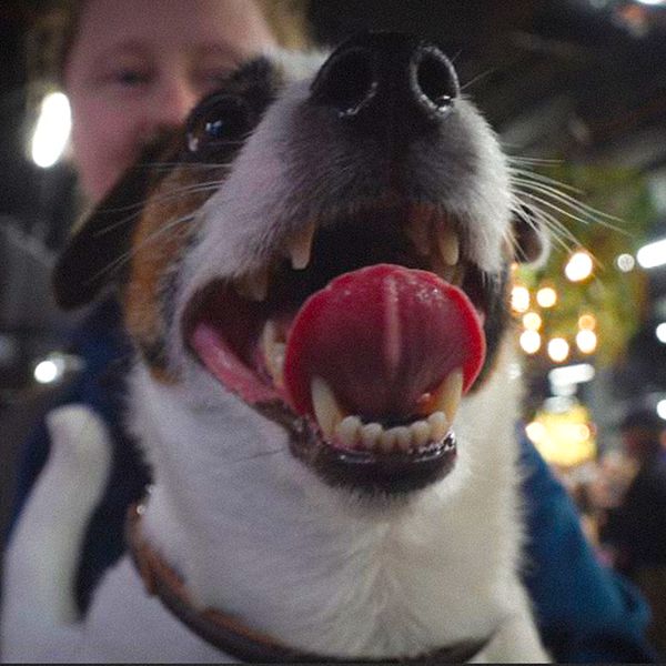 Hund med öppen mun och vassa tänder.