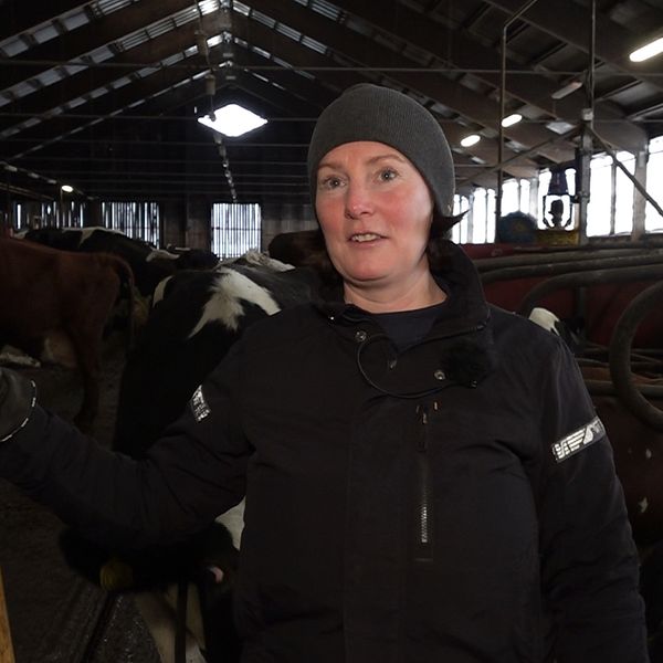 Ann-Britt Bergqvist, årets djurskötare står i en ladugård med kossor på Frösön.