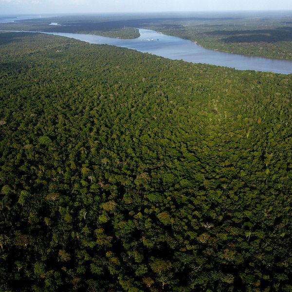 Avverkningen minskar kraftigt i Brasilien och Colombia