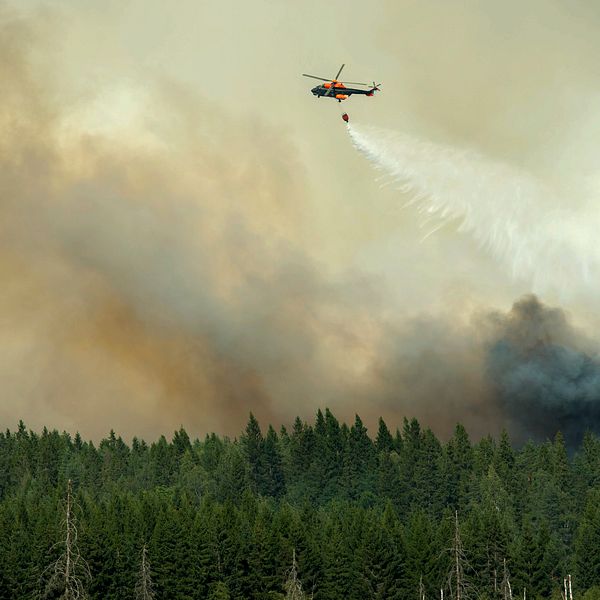 Helikopter bekämpar skogsbrand över tallskog i rökfylld himmel