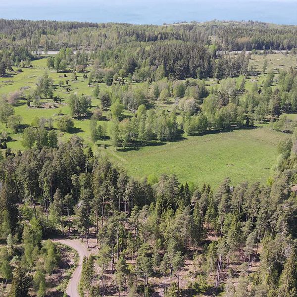 Drönarbild ovanför skog och ängar, i horisonten syns Vättern.