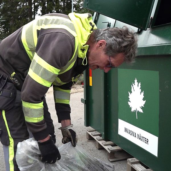 De invasiva växterna ska förpackas i genomskinliga säckar innan de tas med till återvinningscentralen.