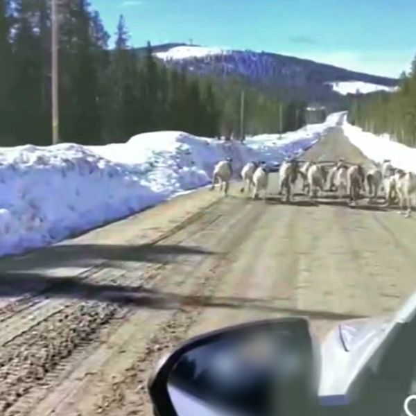 Renarna springer på vägen i Gällivare kommun.