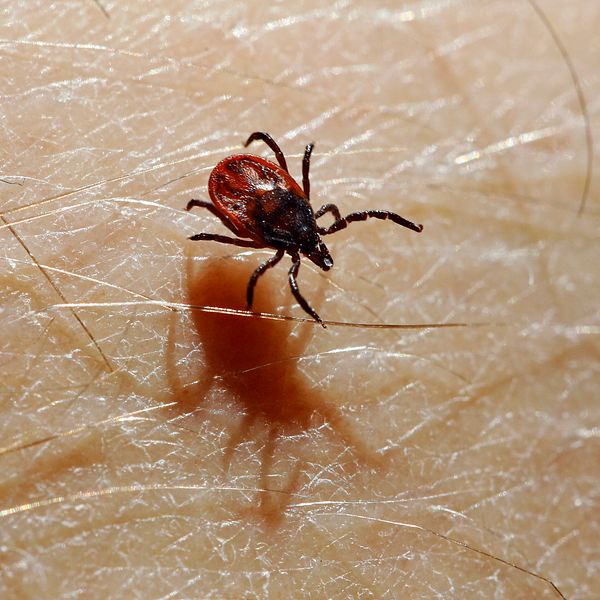 Hur undviker man fästingar? Hör biologen Didrik Vanhoenacker ge tips och berätta om hur fästingarna kommer trivas sommaren 2024.