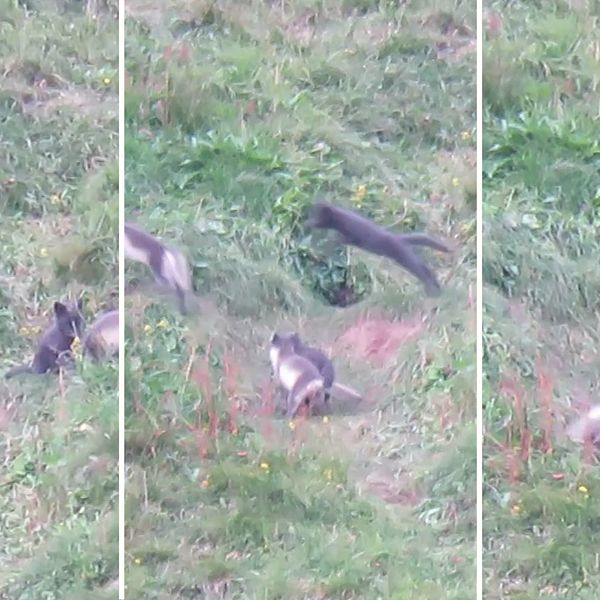 Tre sektioner av en delad bild som visar en grupp vargar i en grönskande äng. I den första sektionen ligger en räv på marken, medan andra rävar står i närheten. I den andra sektionen hoppar en varg framåt, och i den tredje sektionen syns en annan räv som står upp och ser mot kamera, med flerarävar i bakgrunden. Området är rikt på gräs och växtlighet.