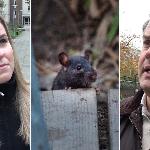 Bild på människor som kollar inåt i bilden. Politiker i Malmö stad. I mitten en råtta som tittar fram.