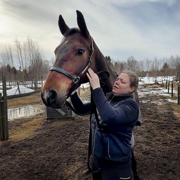 Ina Lindström Skandevall sätter grimma på hästen Fager i en snöig hage.