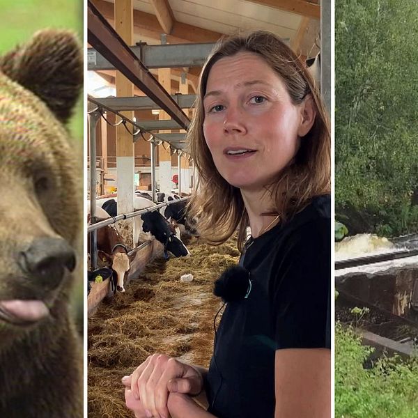 Björnjakt, minskning av ekobönder, och kraftverk vid Ejforsen: Veckans nyheter från Dalarna