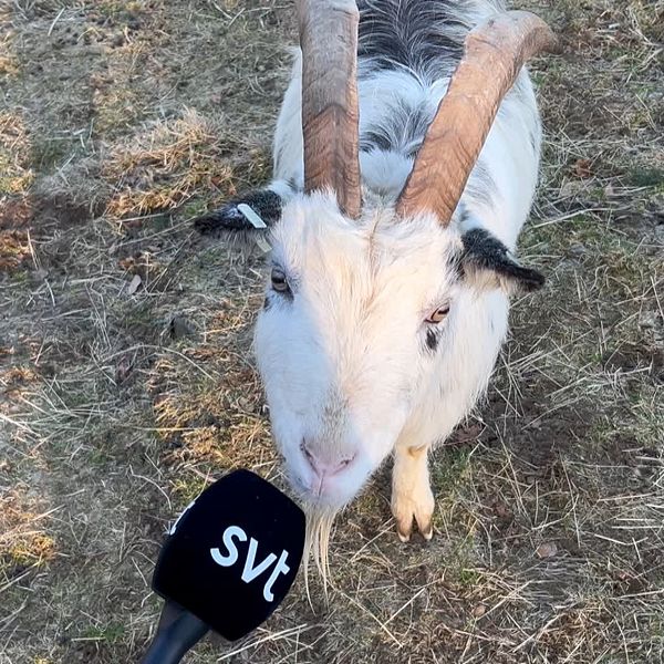 En get blir intervjuad av SVT:s reporter i Stättared mellan Kungsbacka och Varberg