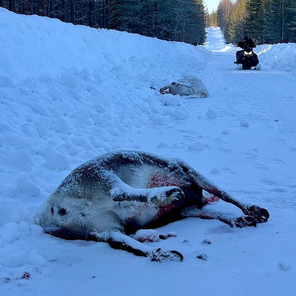 Ett par döda renar ligger på en snötäckt landsväg i en skog. En person står längre bort och inspekterar situationen.