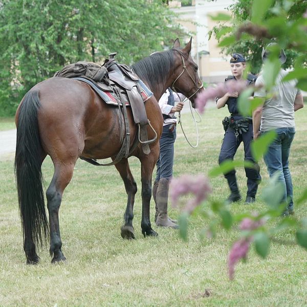 Hästprofilen från Piteå åtalas för grovt vållande till annans död efter sommarens dödsolycka på Djurgården i Stockholm