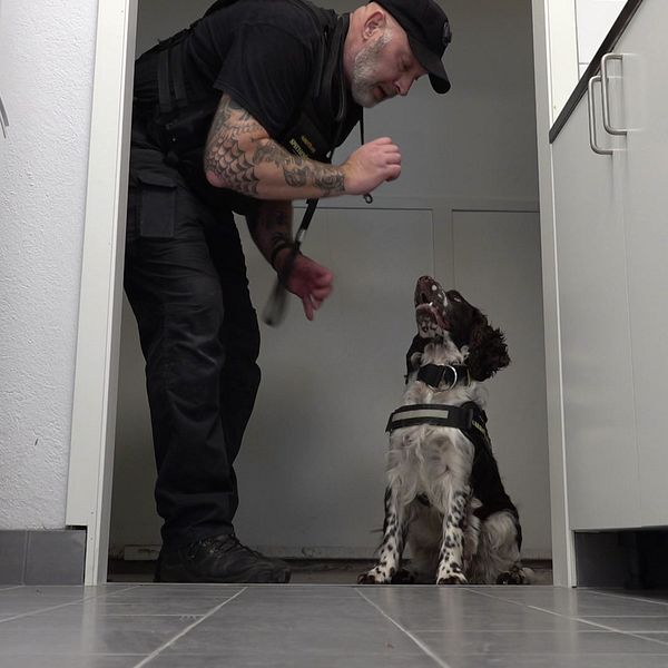 hund som sitter, husse med tatueringar tittar på hund, håller i nåt