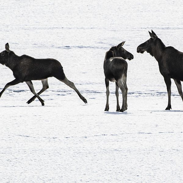 Tre älgar står på snö eller is.