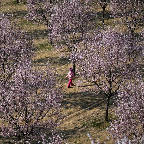 Blommande träd i Tjeckien. Person går genom trädlandskapet.