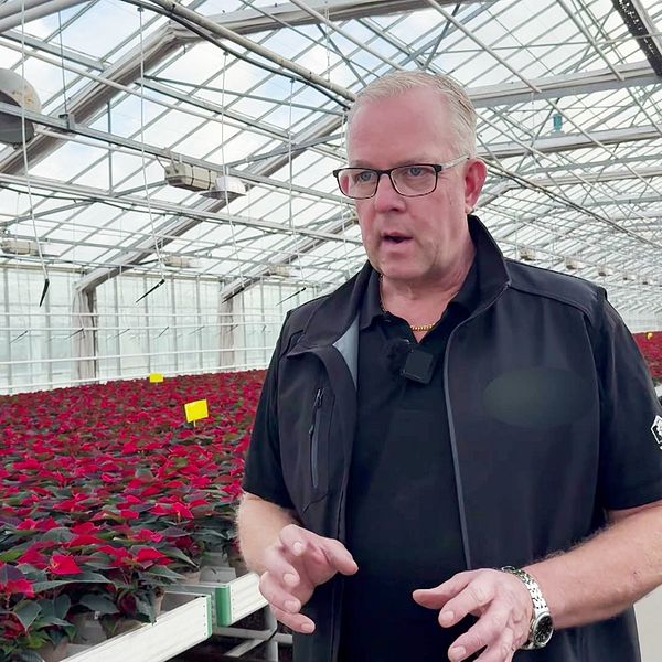 Thomas Johansson i växthus med julstjärnor i Halmstad inför adventsförsäljningen.