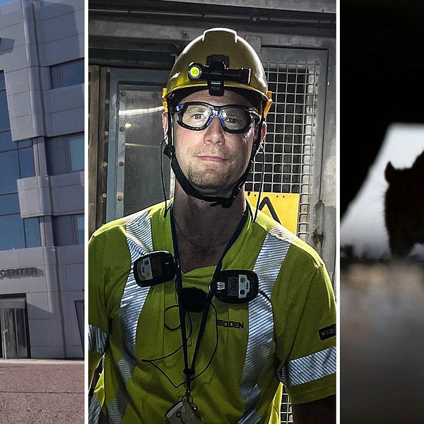 tresplitbild med hitachiglaskontor, man i gruvmiljö och hjälm och en silhuett av en råtta