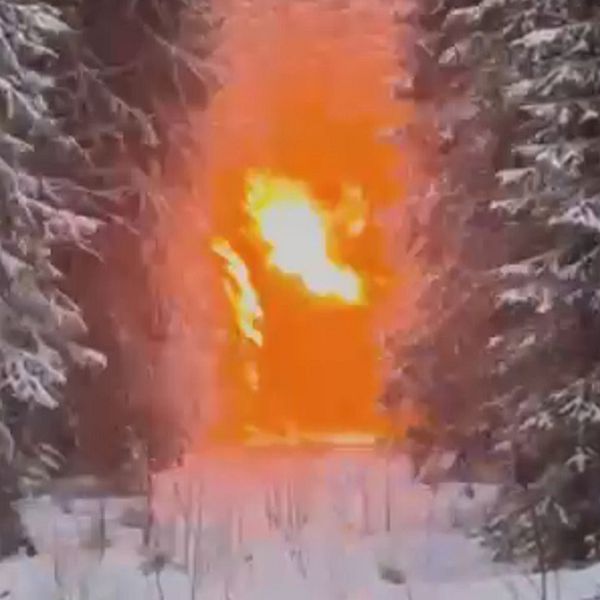 En ilsket orange explosion i en snöklädd skog, omgiven av täta granar.