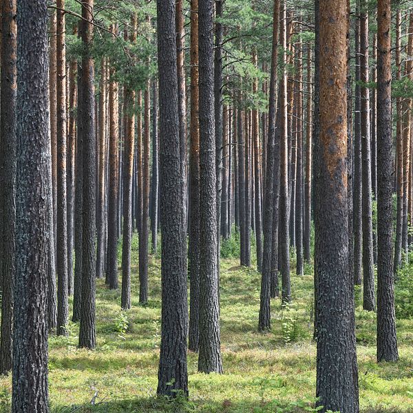 Gammal tallskog.