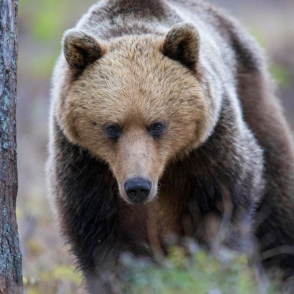 Arkivbild på björn i Hälsingland.