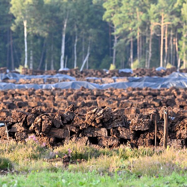 Torvmossar, grönområden, våtmarker ska restaureras.