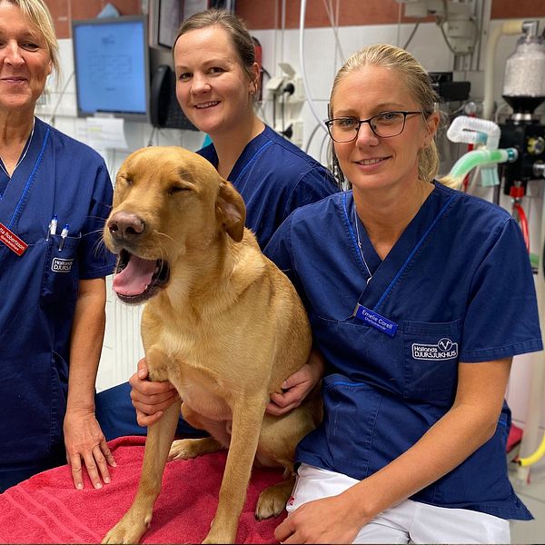 Chefsveterinär Emelie Corell sitter bredvid sin hund Milou som inte jagar själv men ändå fick vara med. Bakom står två av Emelies kollegor på Slöinge djursjukhus i Falkenbergs kommun.